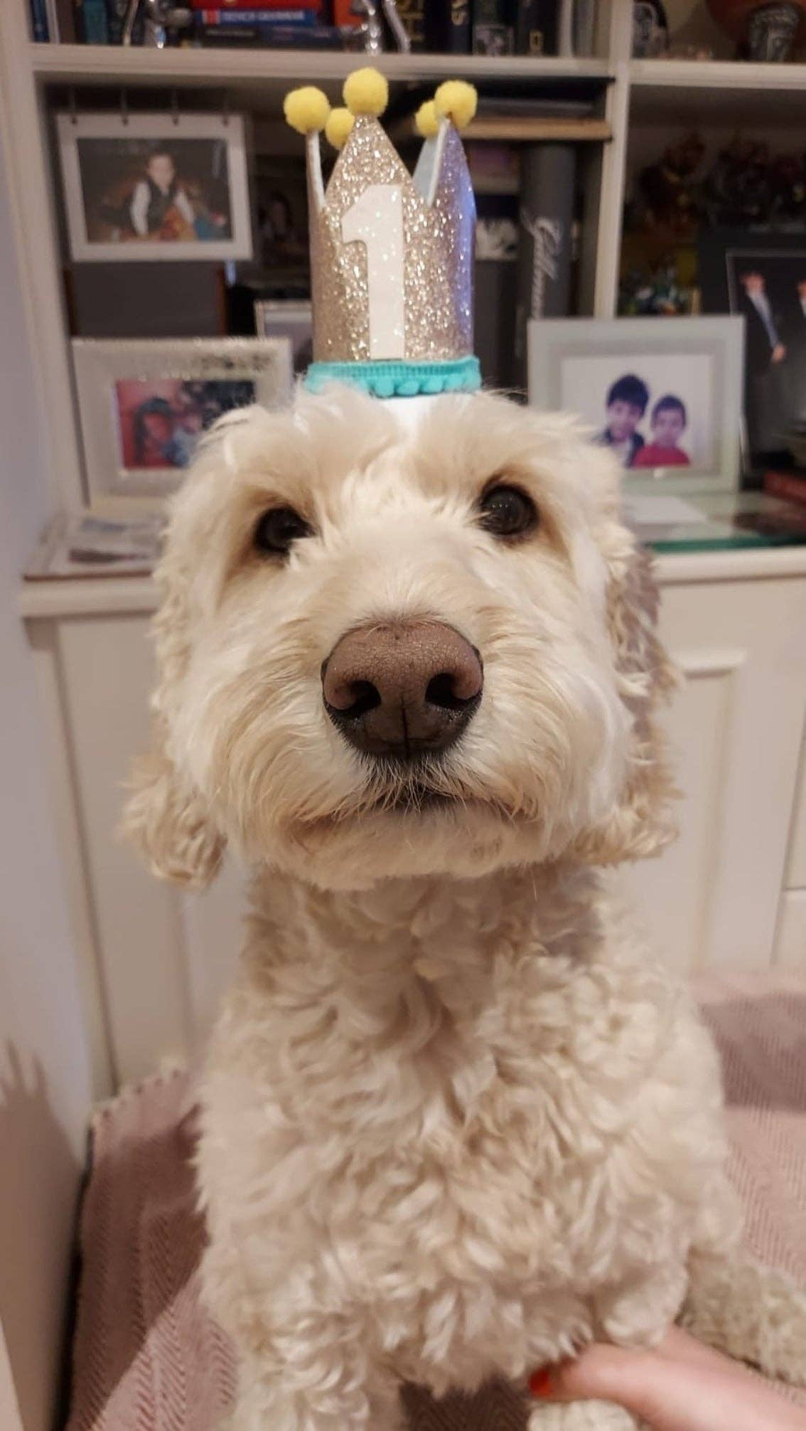 1st Birthday Mini Gold Crown being modelled by a cockapoo by penny black