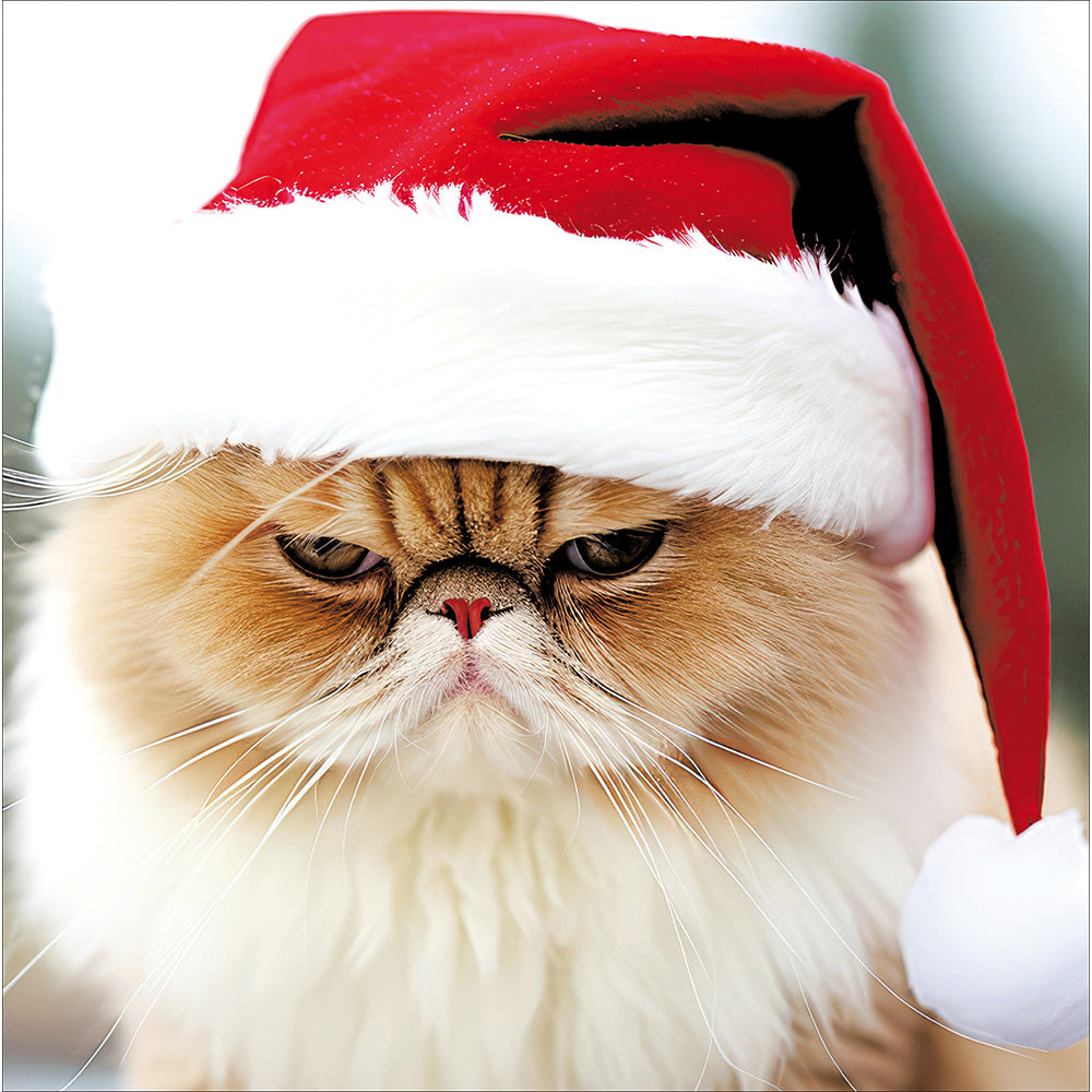 Festive Felines Cats Theme Box Of 10 Christmas Cards By Penny Black