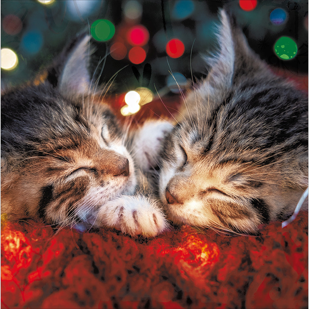 Festive Felines Cats Theme Box Of 10 Christmas Cards By Penny Black