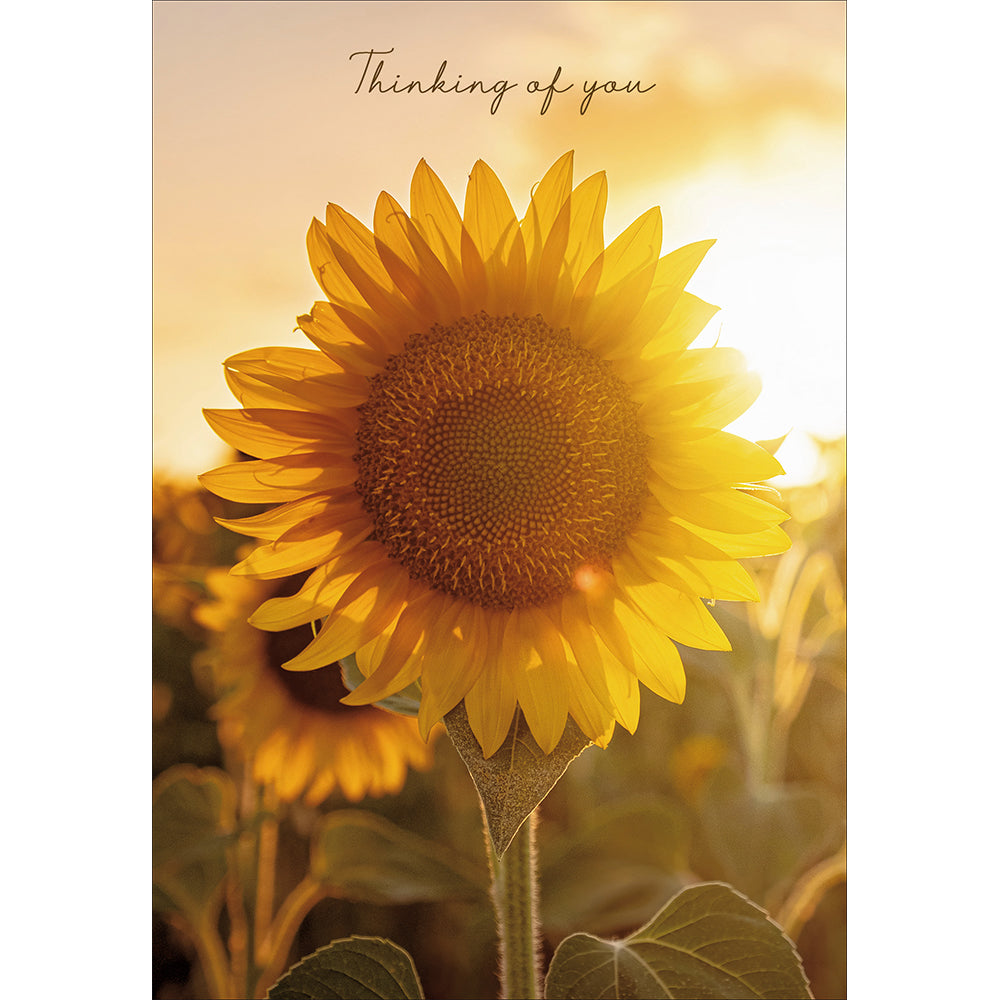 Brighter Days Ahead Sunflower Thinking Of You Card from Penny Black