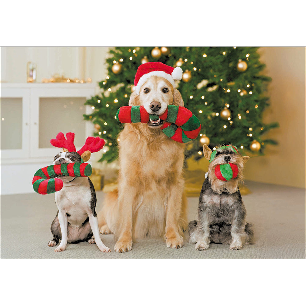 Festive Dog Chums Box Of 20 Christmas Cards By Penny Black