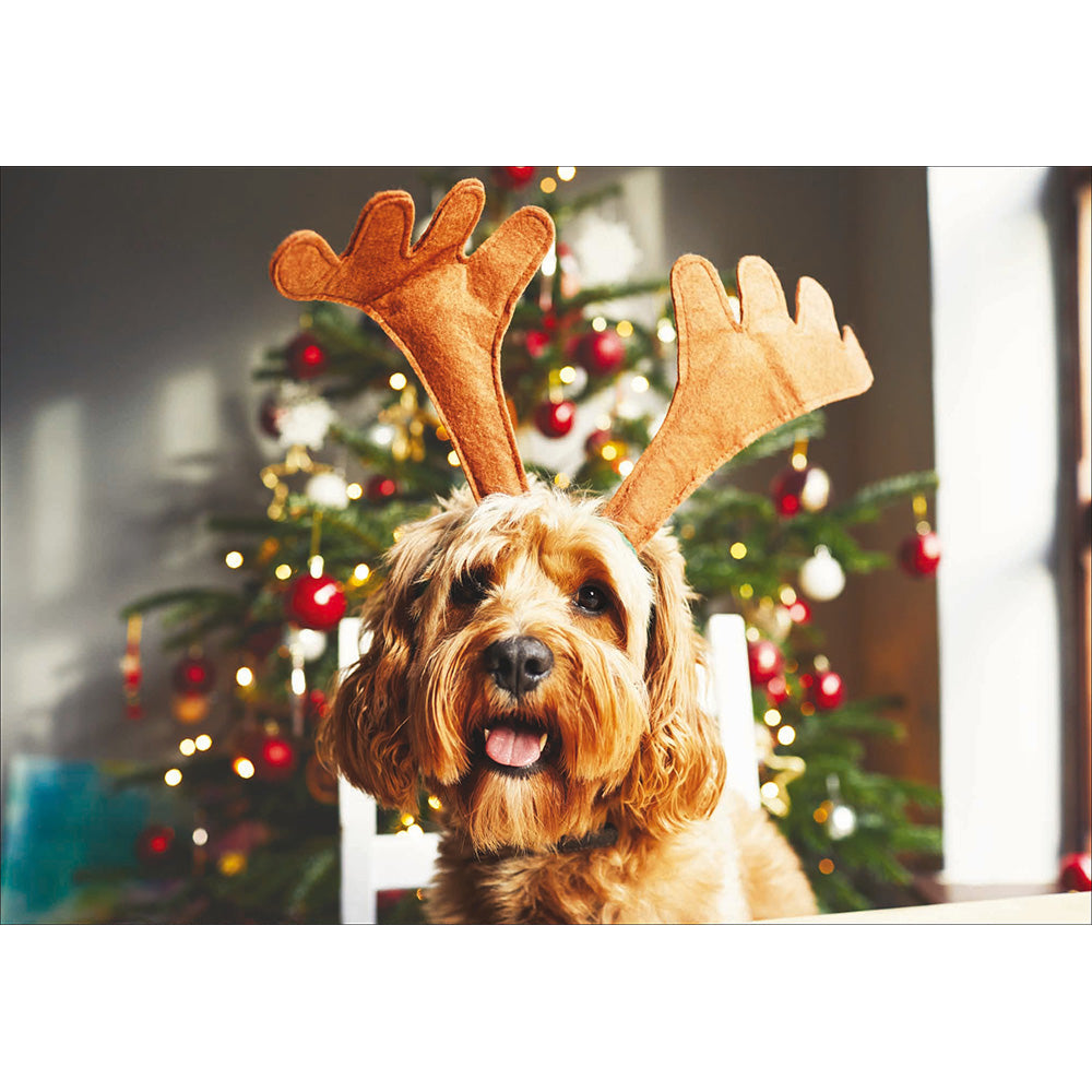 Festive Dog Chums Box Of 20 Christmas Cards By Penny Black