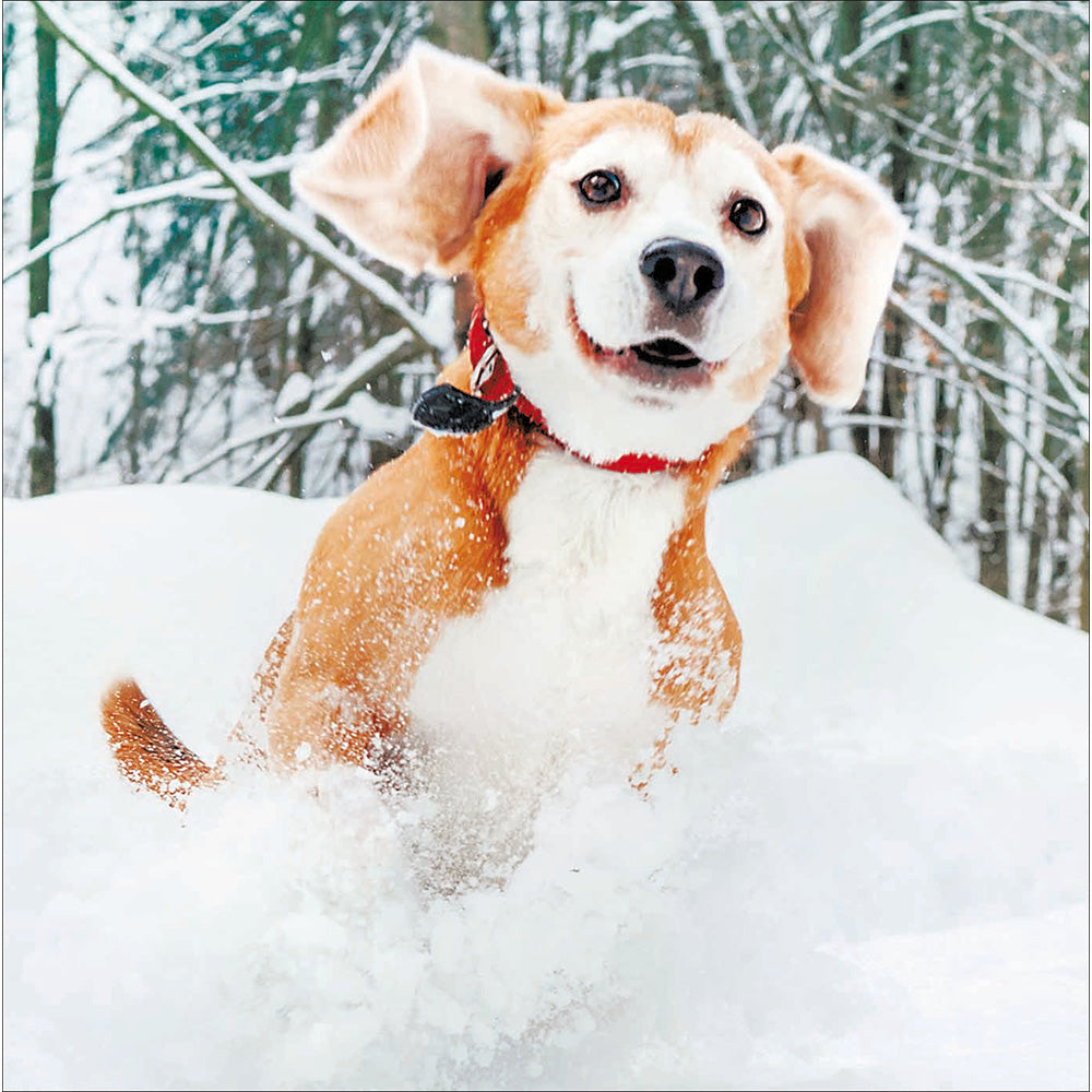 Festive Dog Chums Box Of 20 Christmas Cards By Penny Black