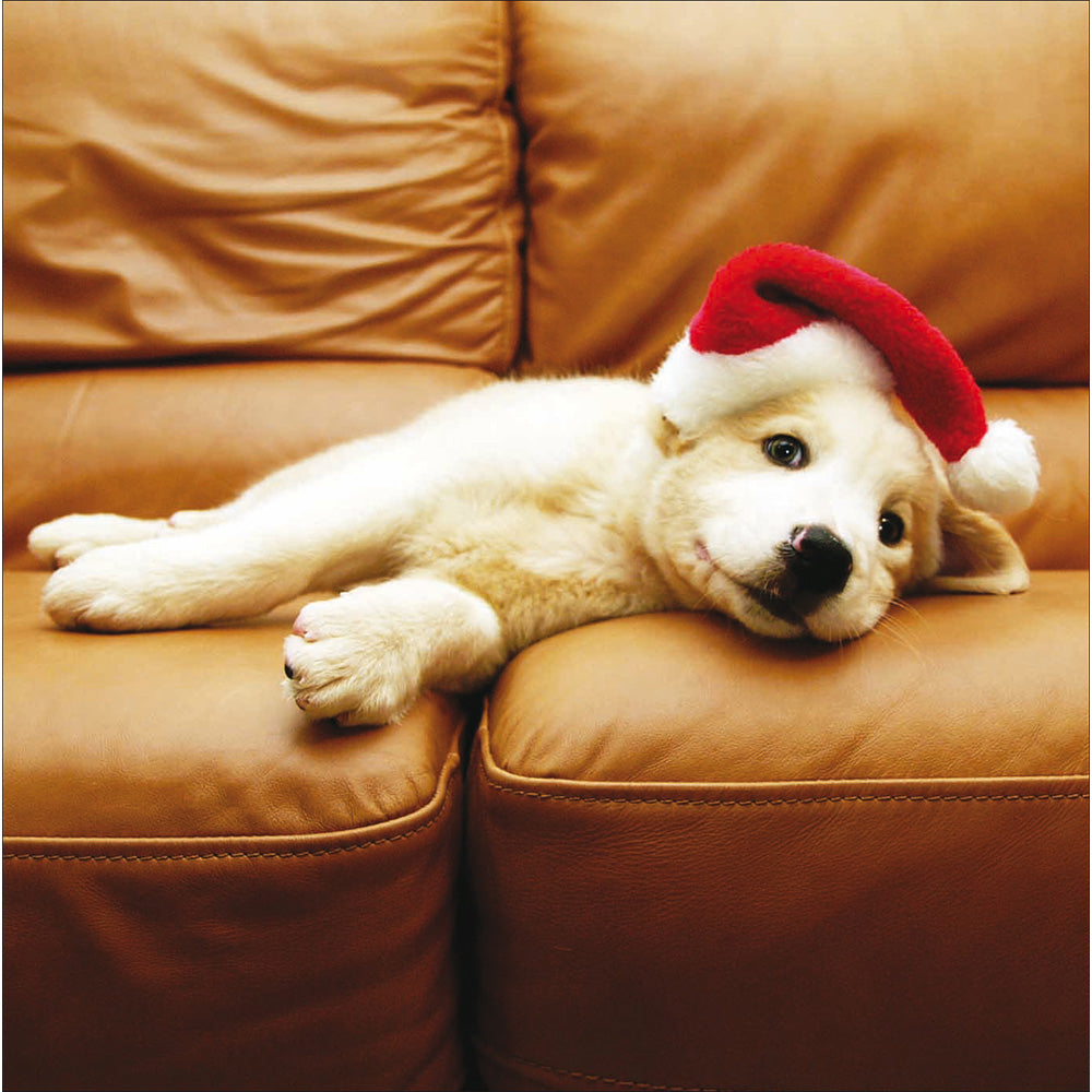 Festive Dog Chums Box Of 20 Christmas Cards By Penny Black