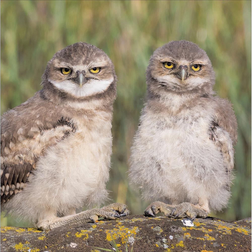 Owls Watching Photographic Card By Penny Black
