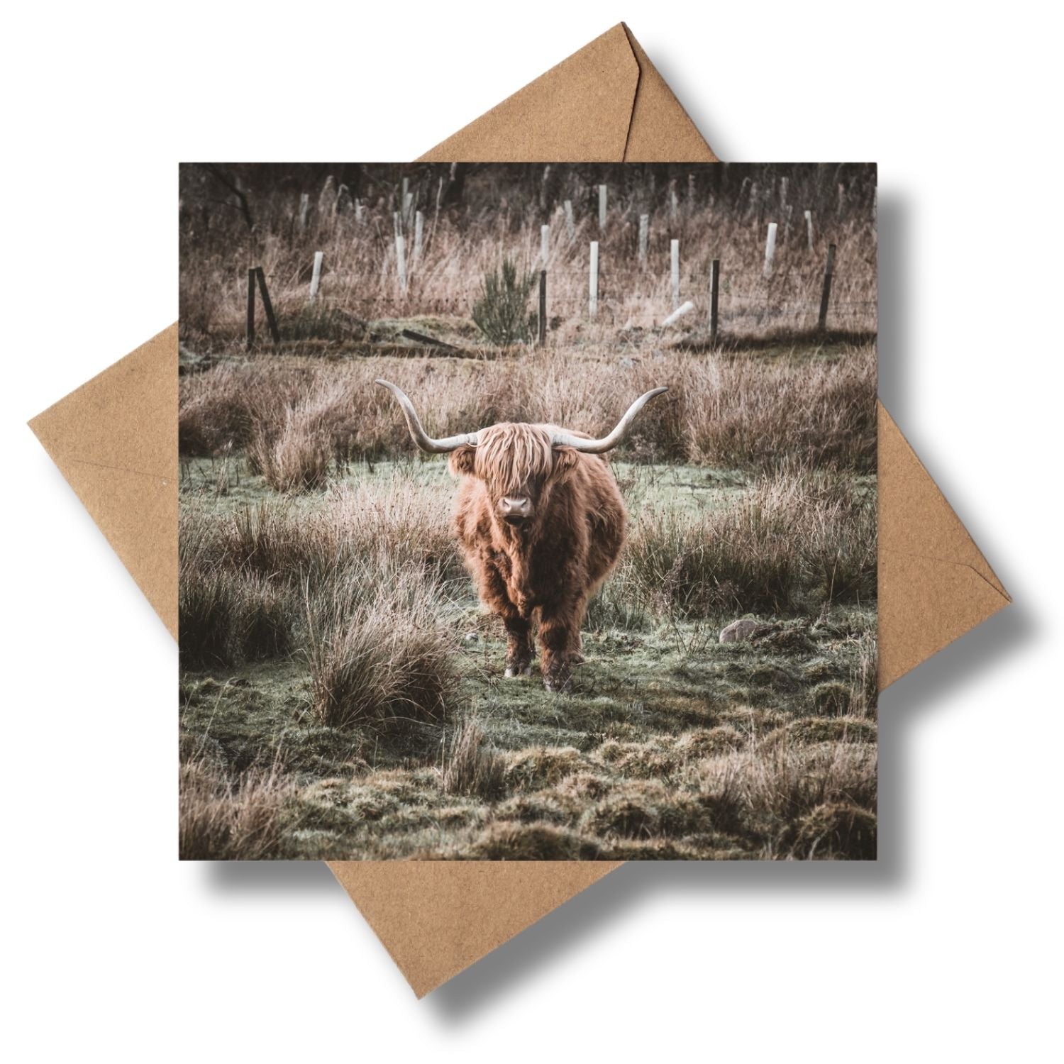 Highland Coo Scottish Countryside Photographic Card By Penny Black