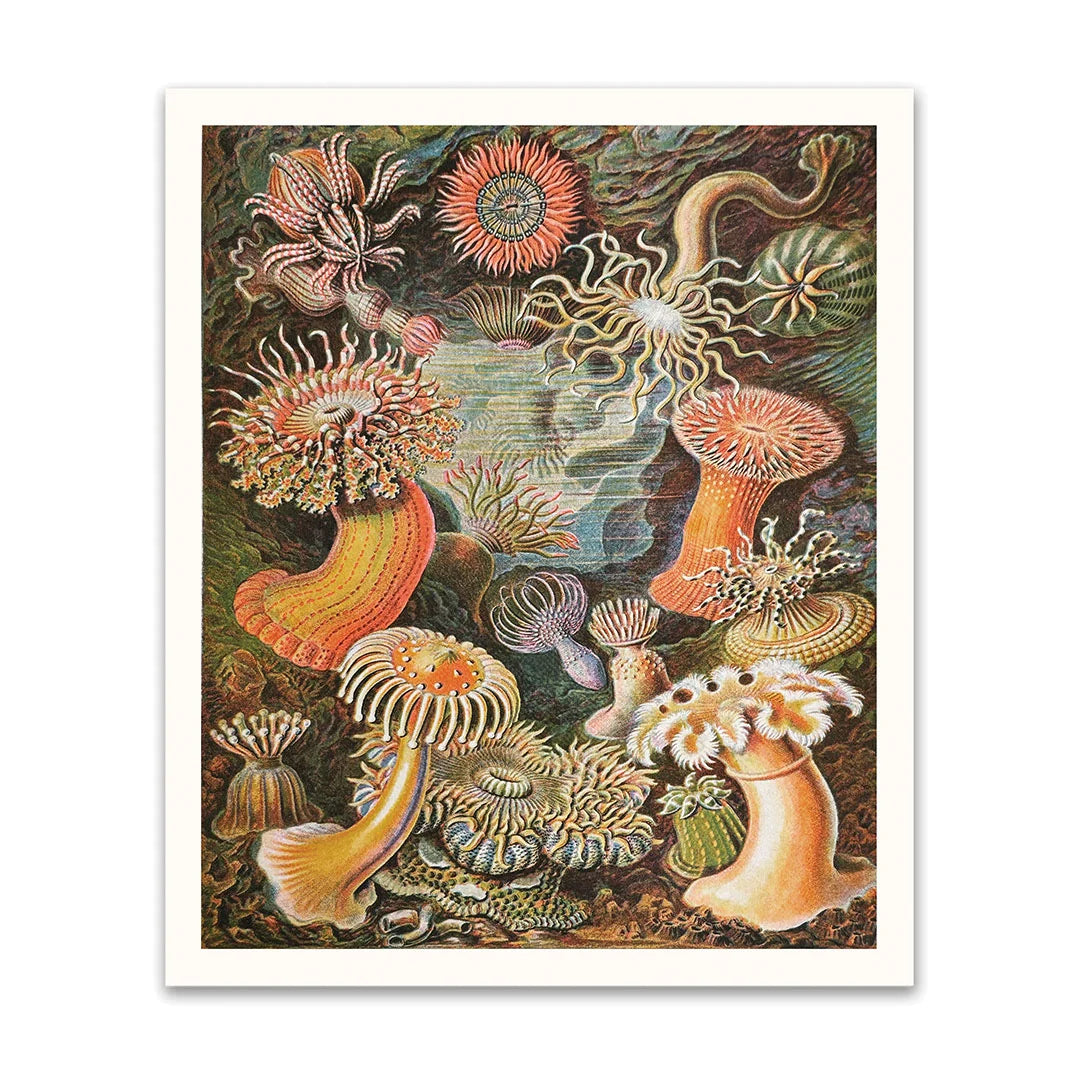 Anenomes Riso Print | Penny Black