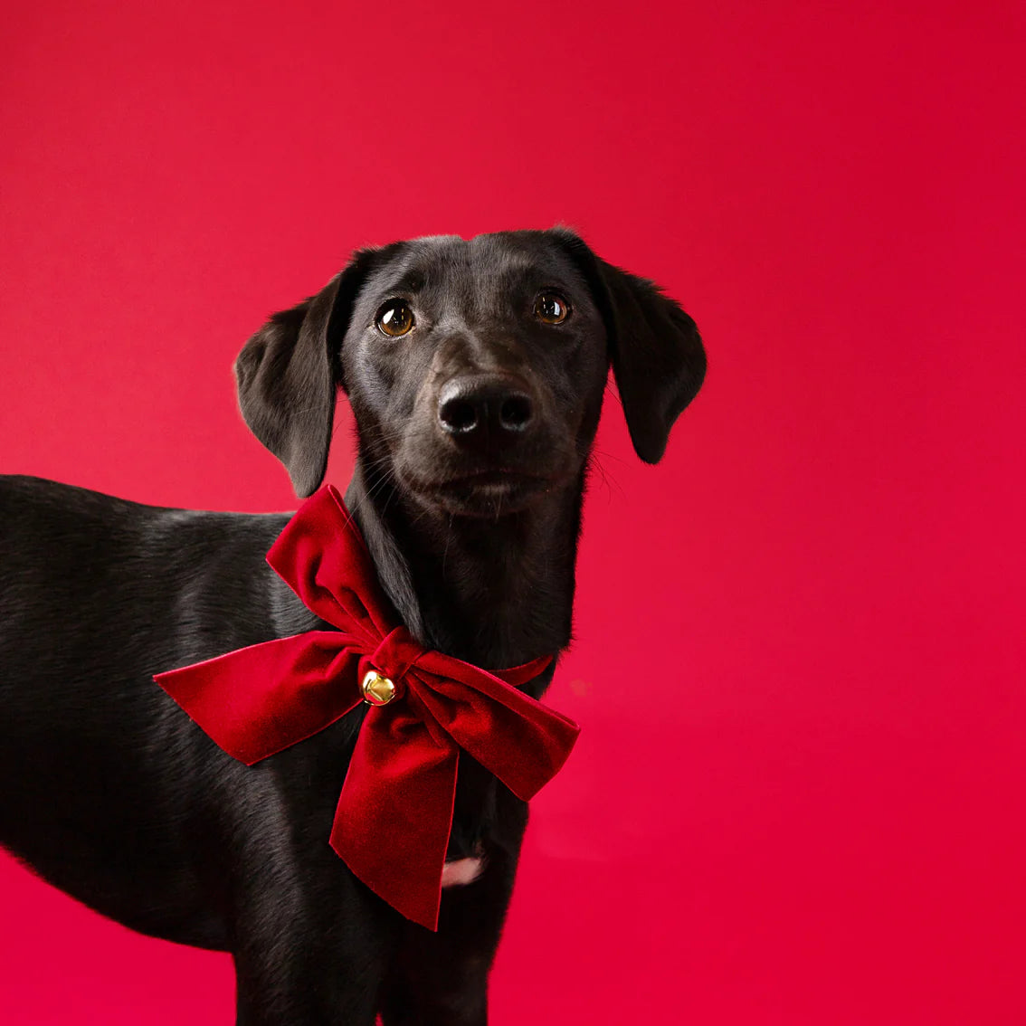 Dog & Cat Velvet Christmas Bow Neck Tie By Penny Black