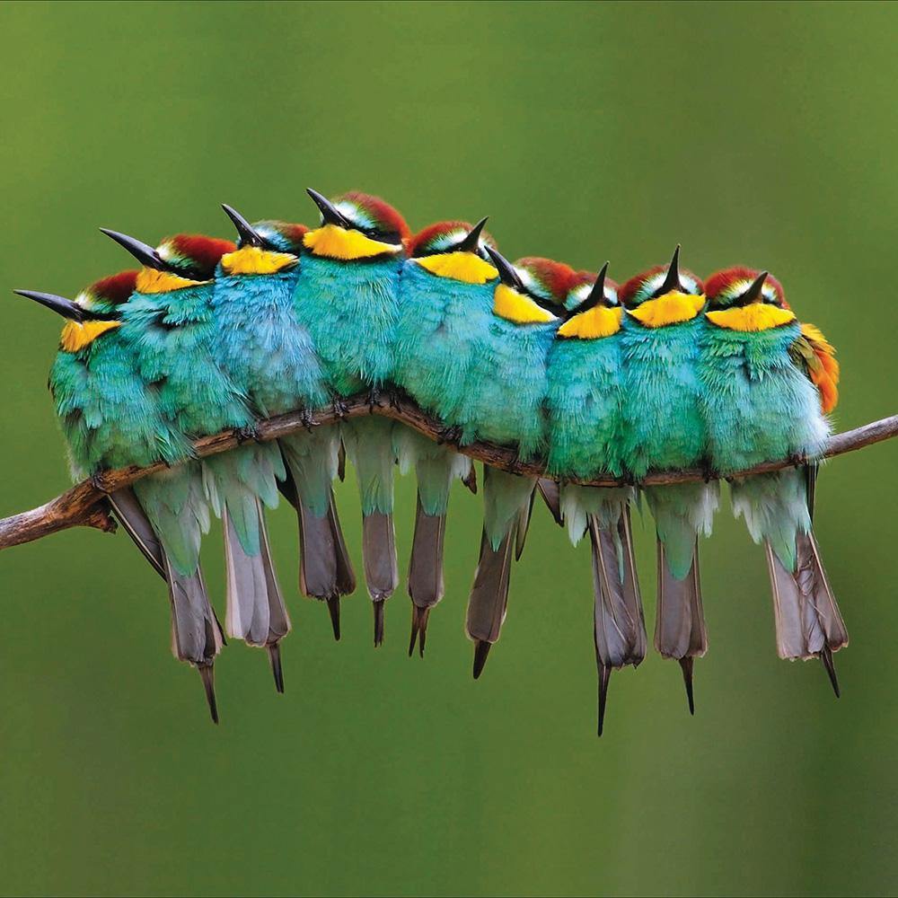 Bee Eaters Card - Penny Black